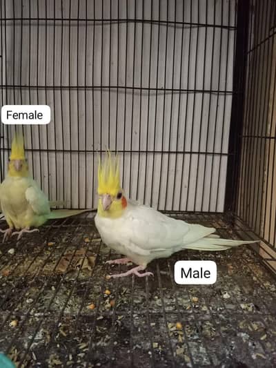 Common White Cockatiel