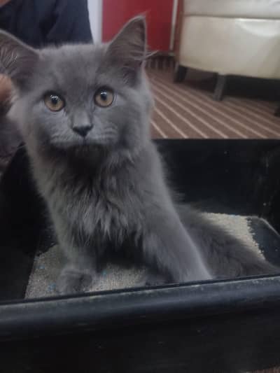parsian kittens pair