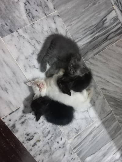 triple coated fur Female persian kittens