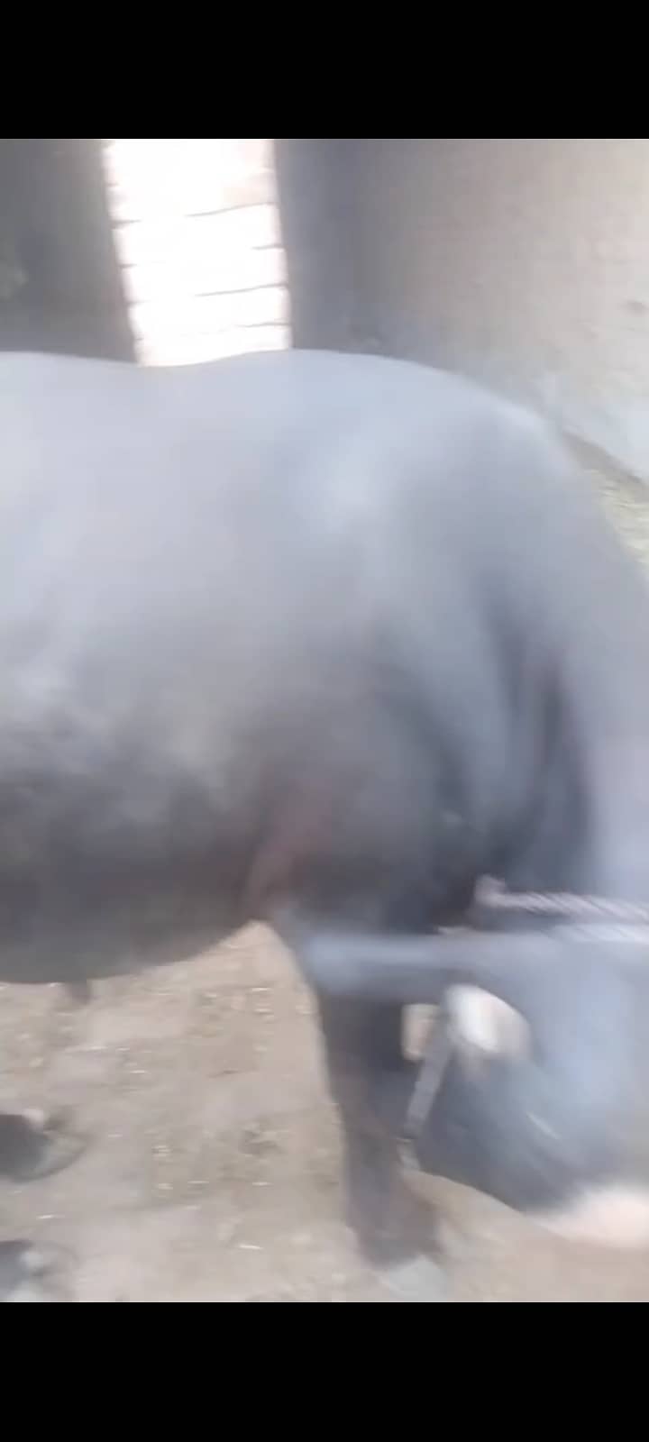 کٹا فار سیل ھے 2
