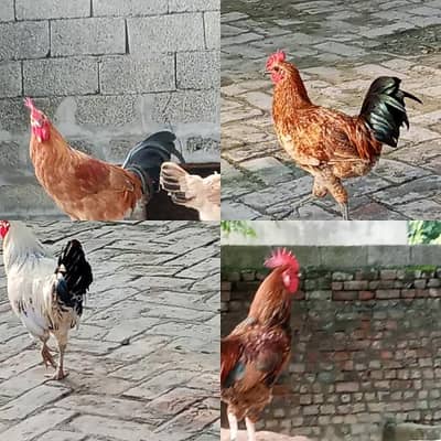 4 Desi Cock