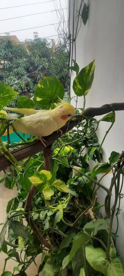 cocktails parrot fully tame