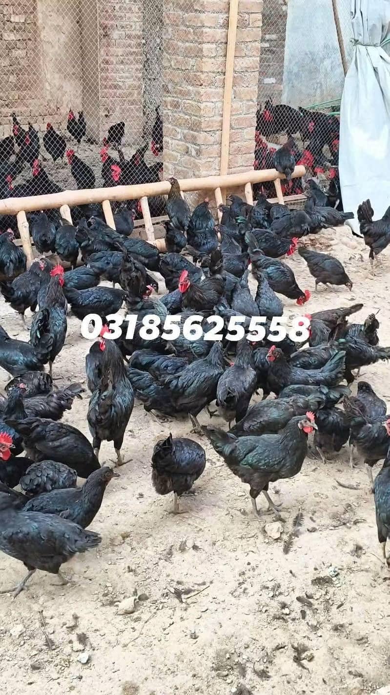 Australorp starter hen 0