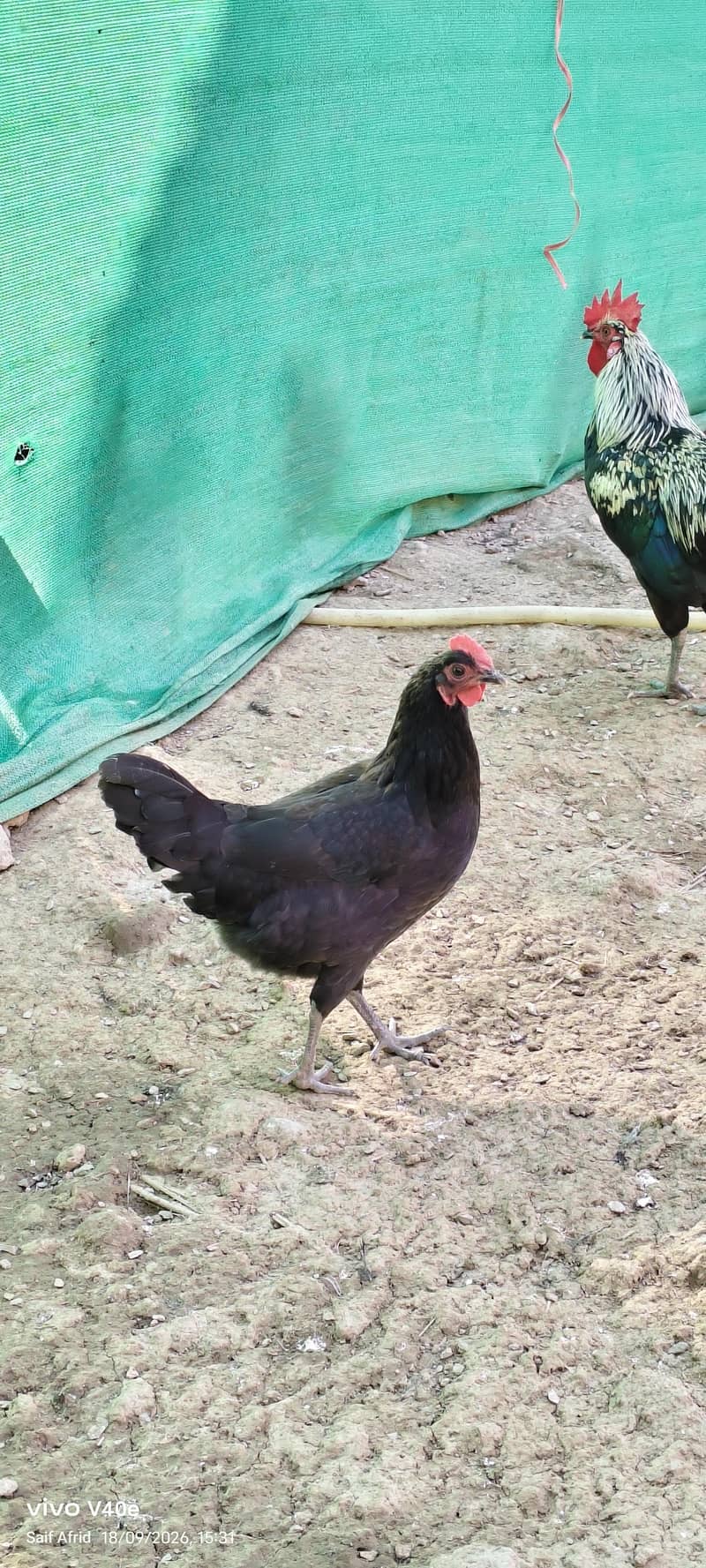 Australorp starter hen 1