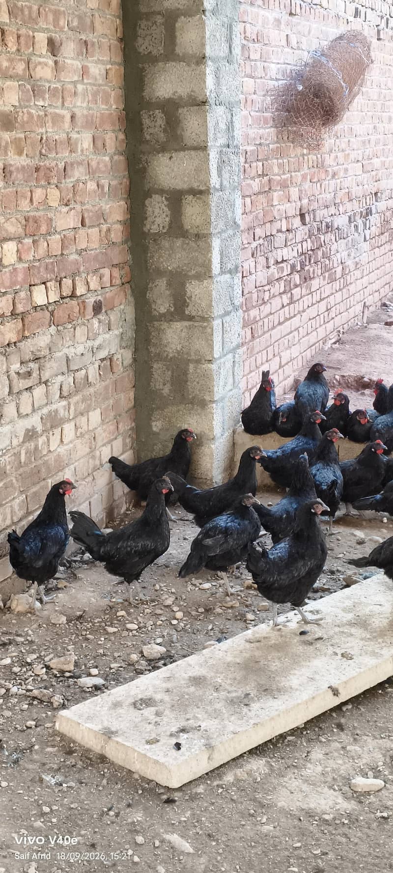 Australorp starter hen 4