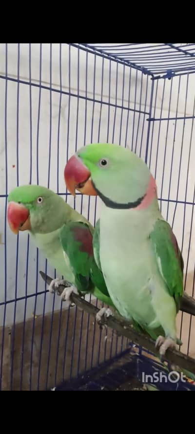 Talking Alexandrine Parrot Pair