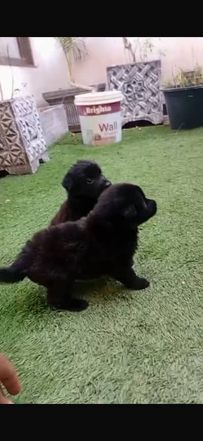 Black shepherd puppy/ Black german shepherd puppy/Germen shepherd