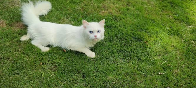 Persian Cats