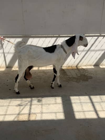 Rajanpuri dhoodh wali bakri