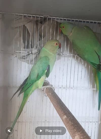 Green Ringneck Breeding pair