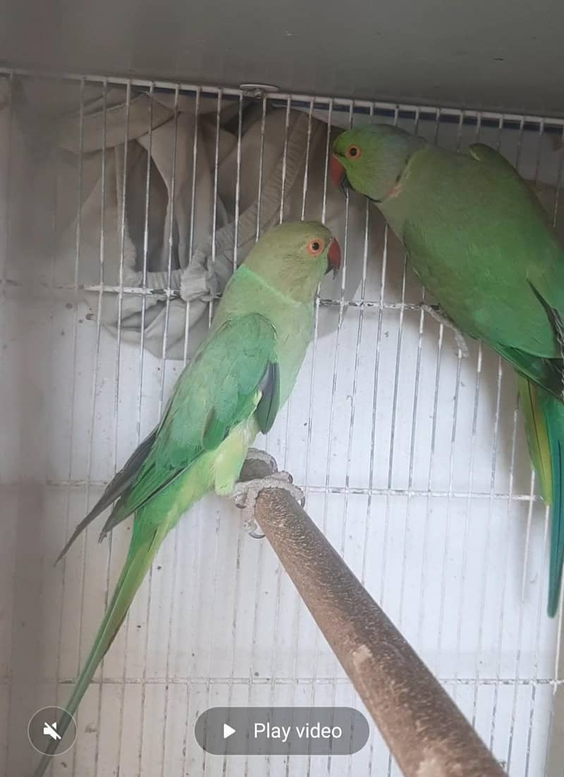 Green Ringneck Breeding pair 0