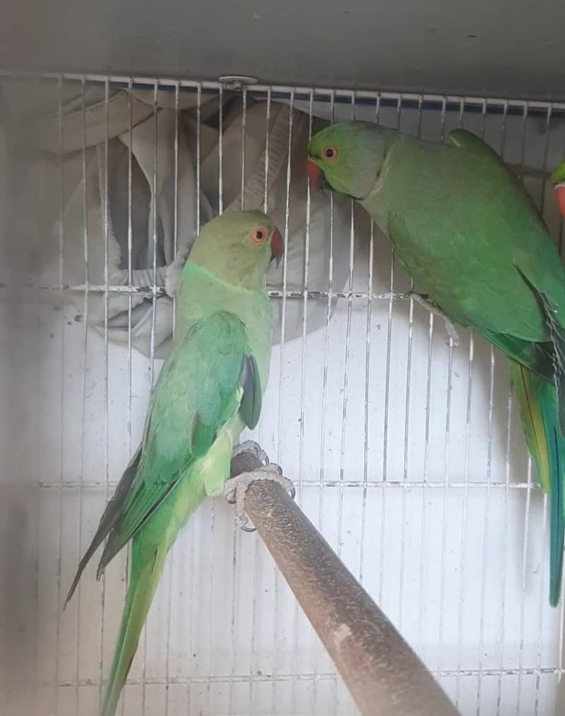 Green Ringneck Breeding pair 1