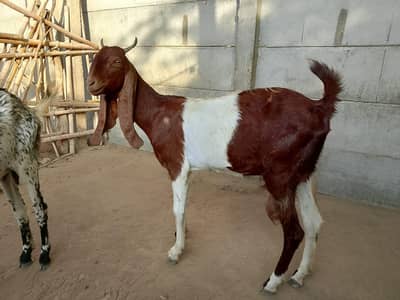Healthy and active Beautiful Goats