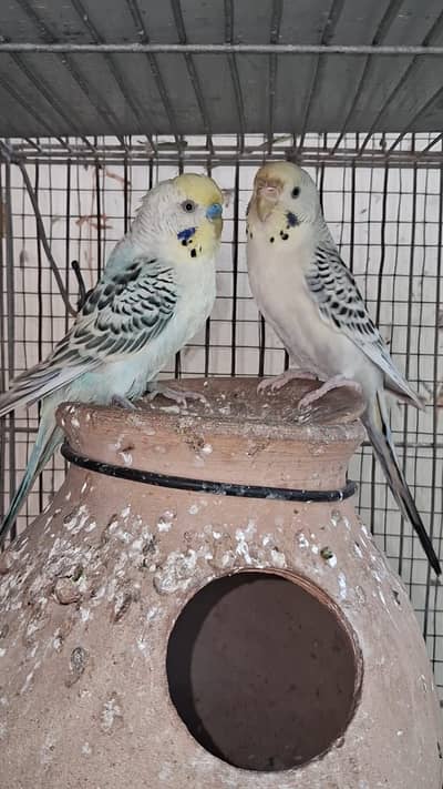 TCB & Rainbow Pair With Chicks & Eggs