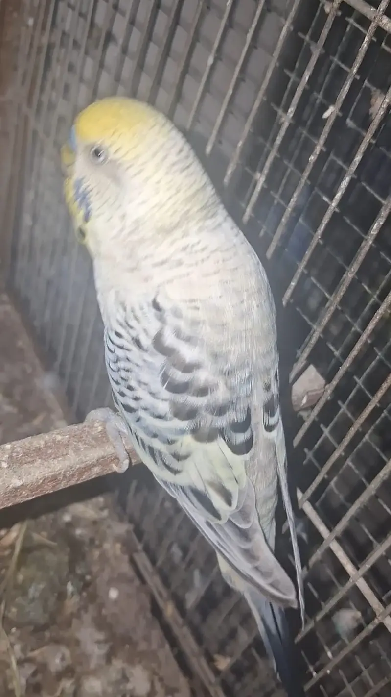 TCB & Rainbow Pair With Chicks & Eggs — photo 2