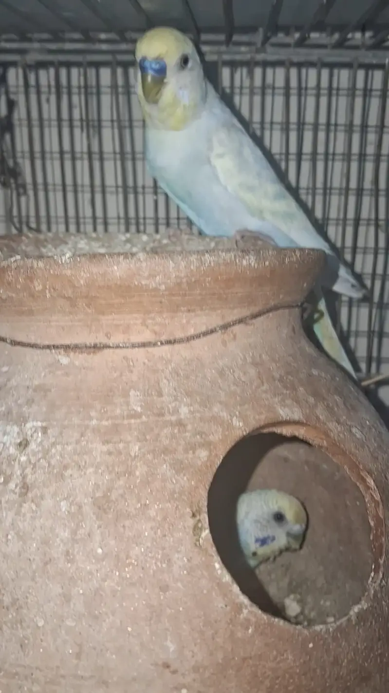 TCB & Rainbow Pair With Chicks & Eggs — photo 3