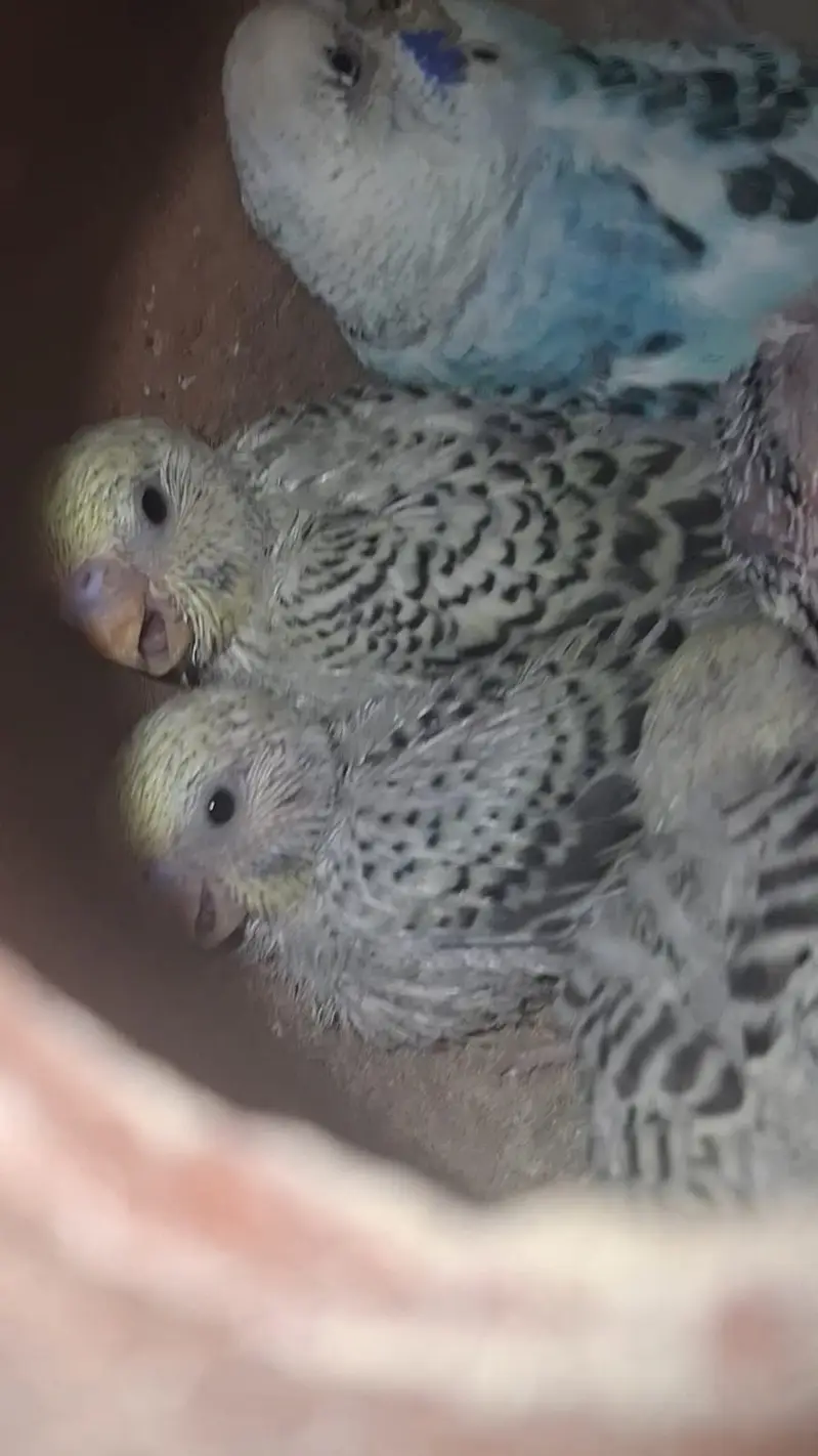 TCB & Rainbow Pair With Chicks & Eggs — photo 5