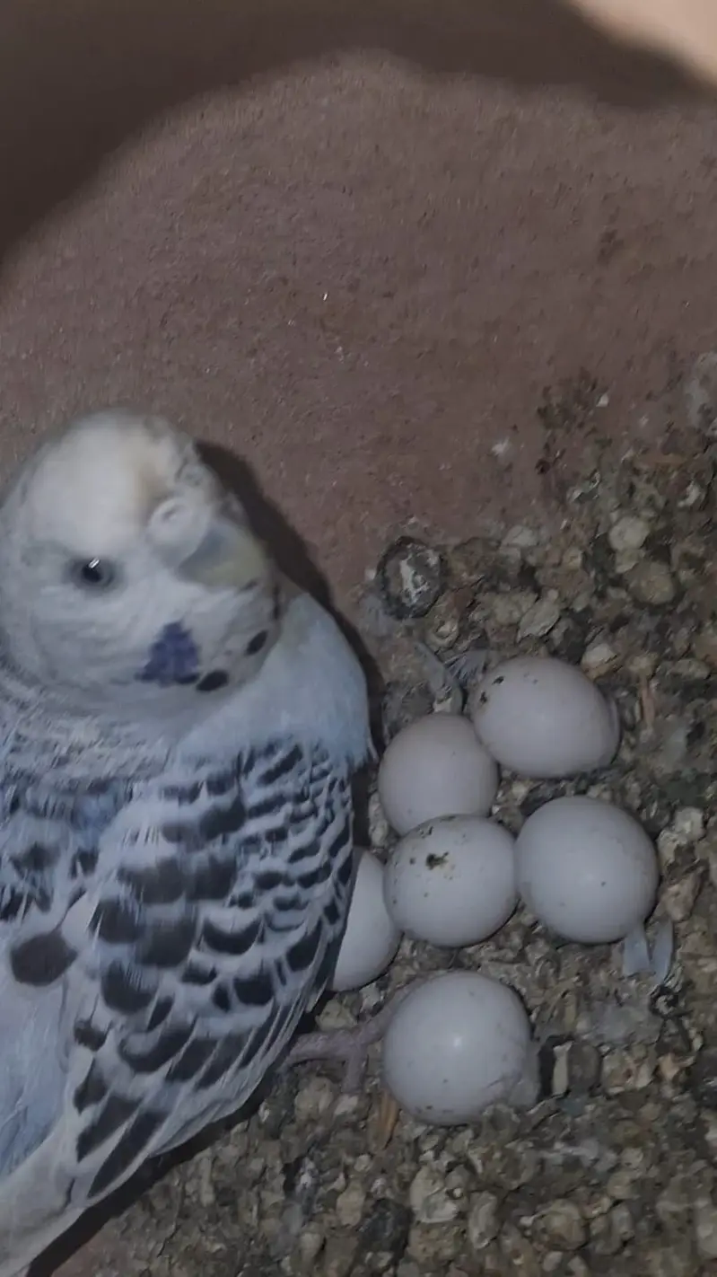 TCB & Rainbow Pair With Chicks & Eggs — photo 6