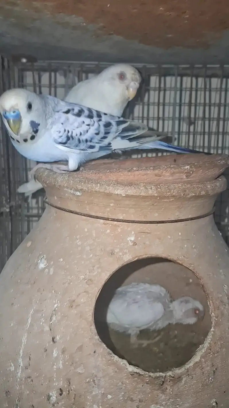 TCB & Rainbow Pair With Chicks & Eggs — photo 7