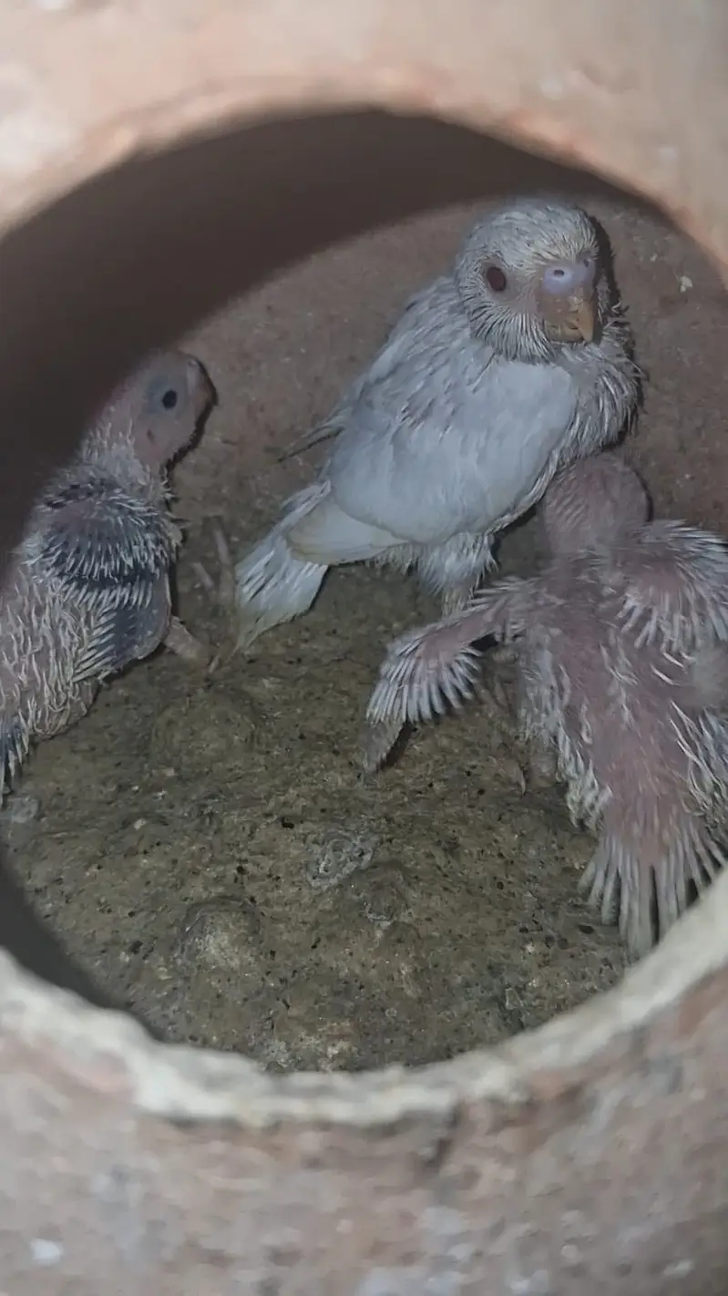 TCB & Rainbow Pair With Chicks & Eggs — photo 8