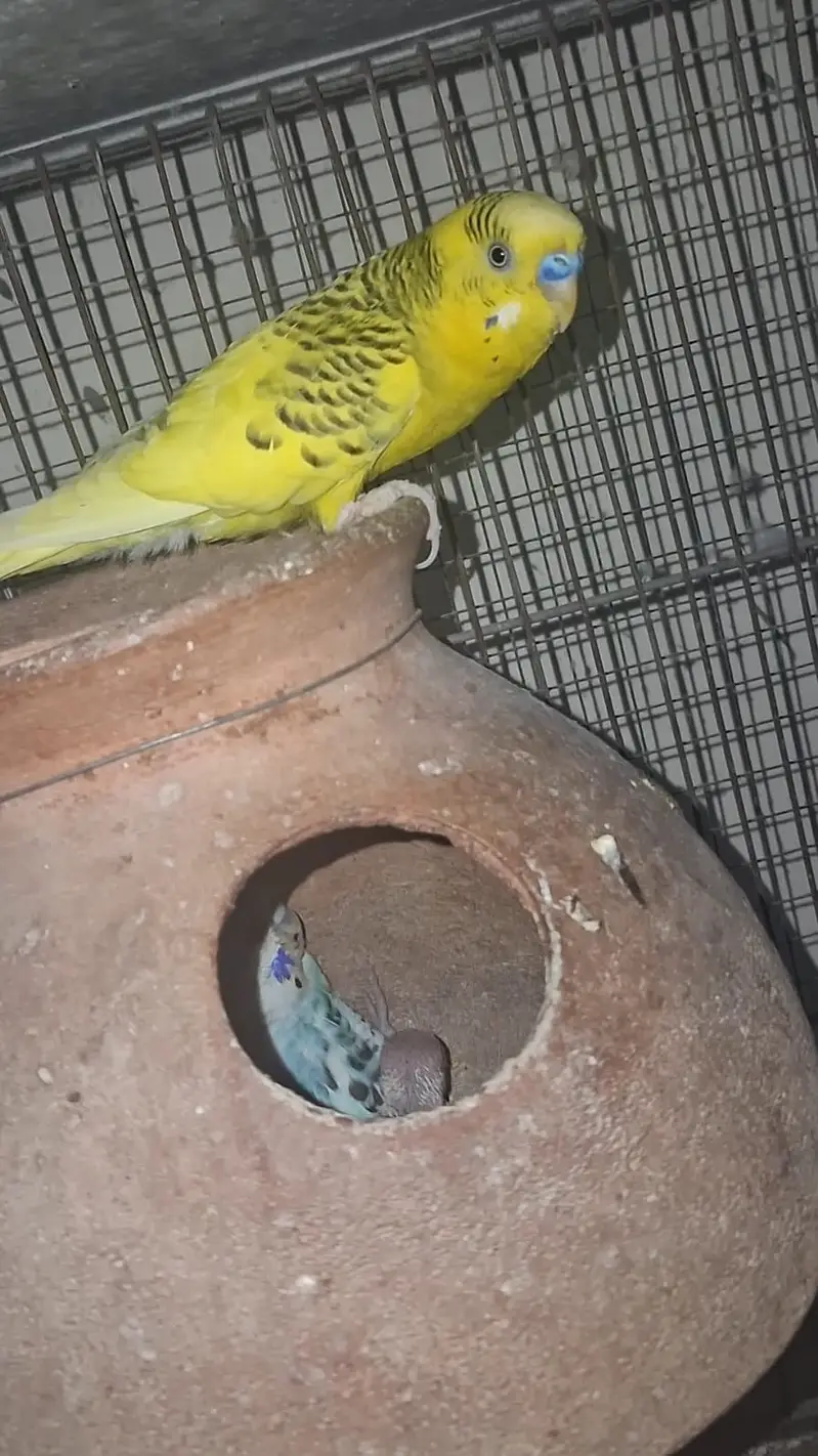 TCB & Rainbow Pair With Chicks & Eggs — photo 9
