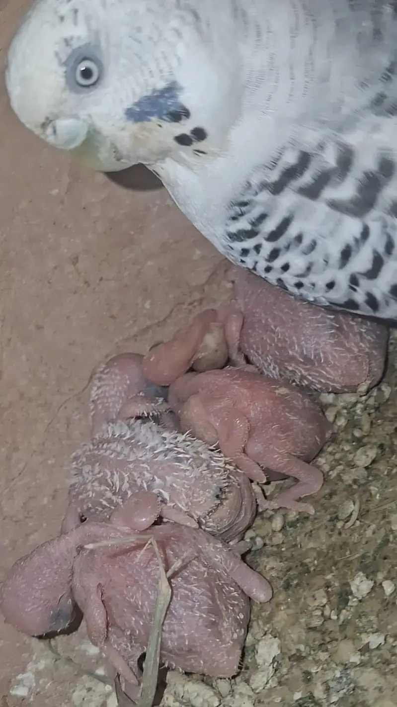 TCB & Rainbow Pair With Chicks & Eggs — photo 10