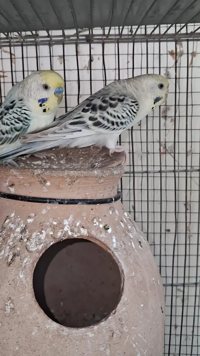 TCB & Rainbow Pair With Chicks & Eggs — photo 11
