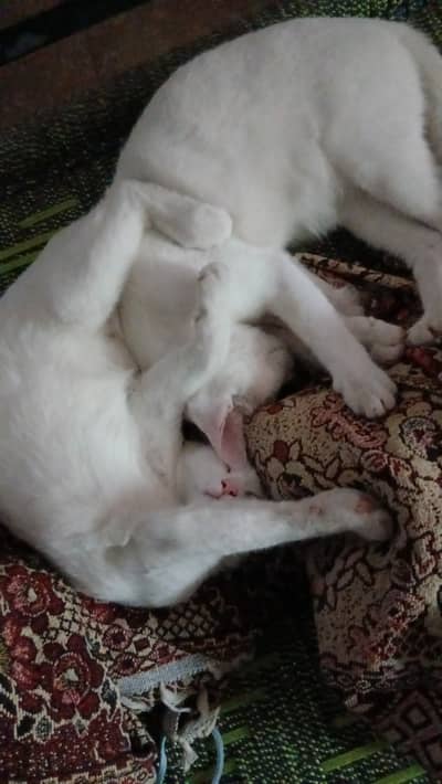 Two kittens looking for a lovely home