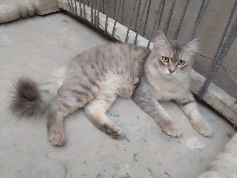 Persian cat 1