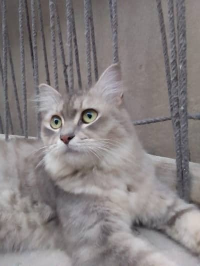 Persian cat