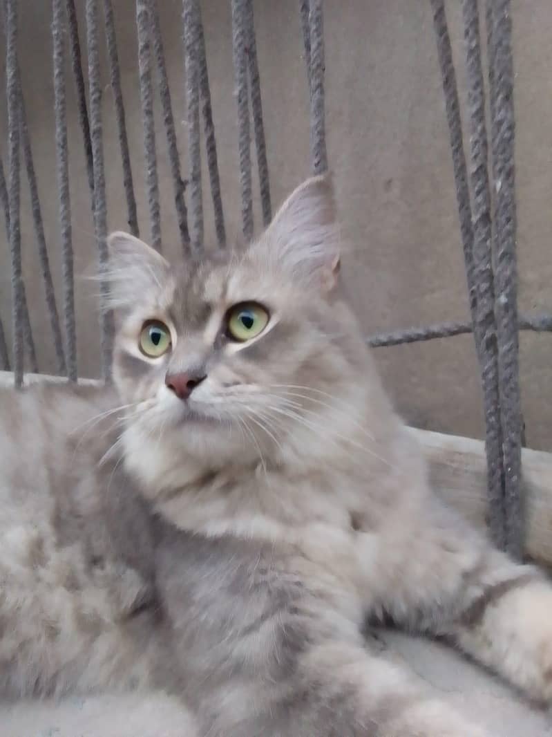 Persian cat 0