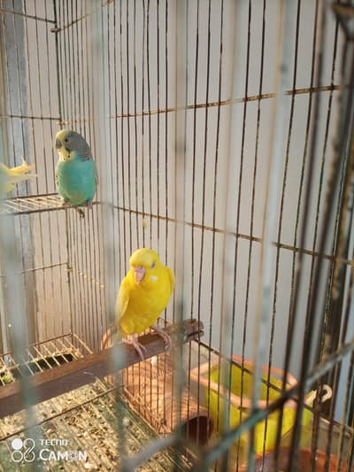 breeder pair
