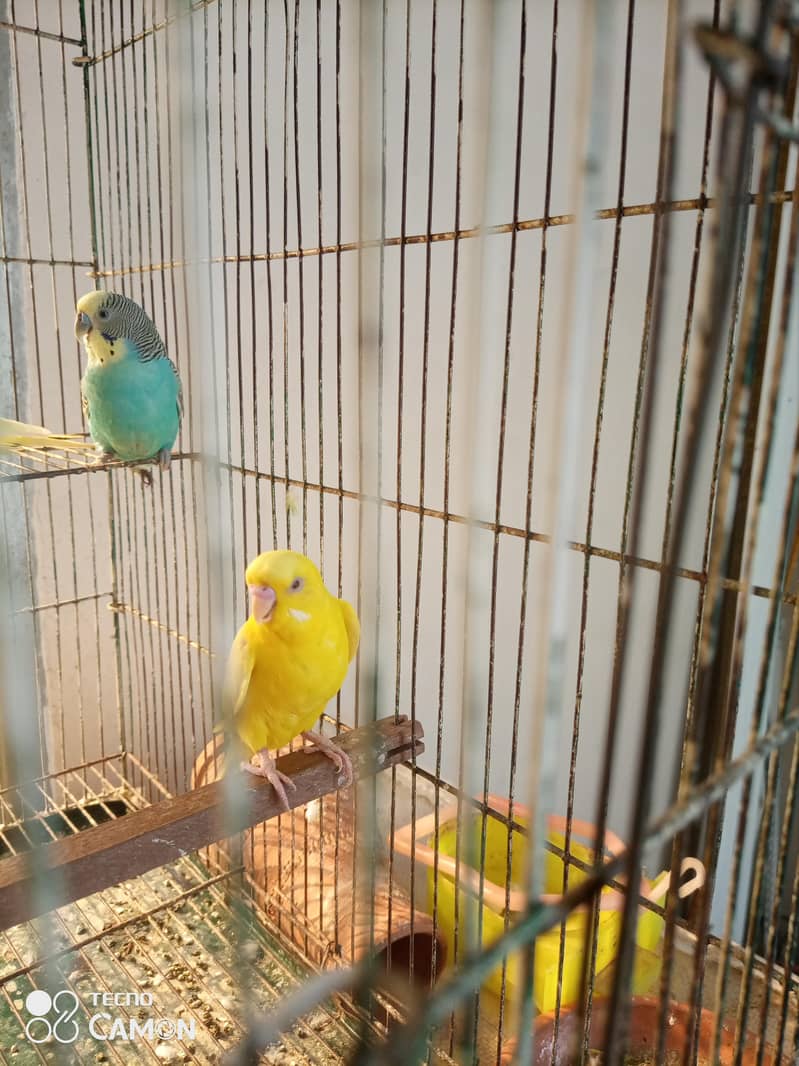breeder pair 1