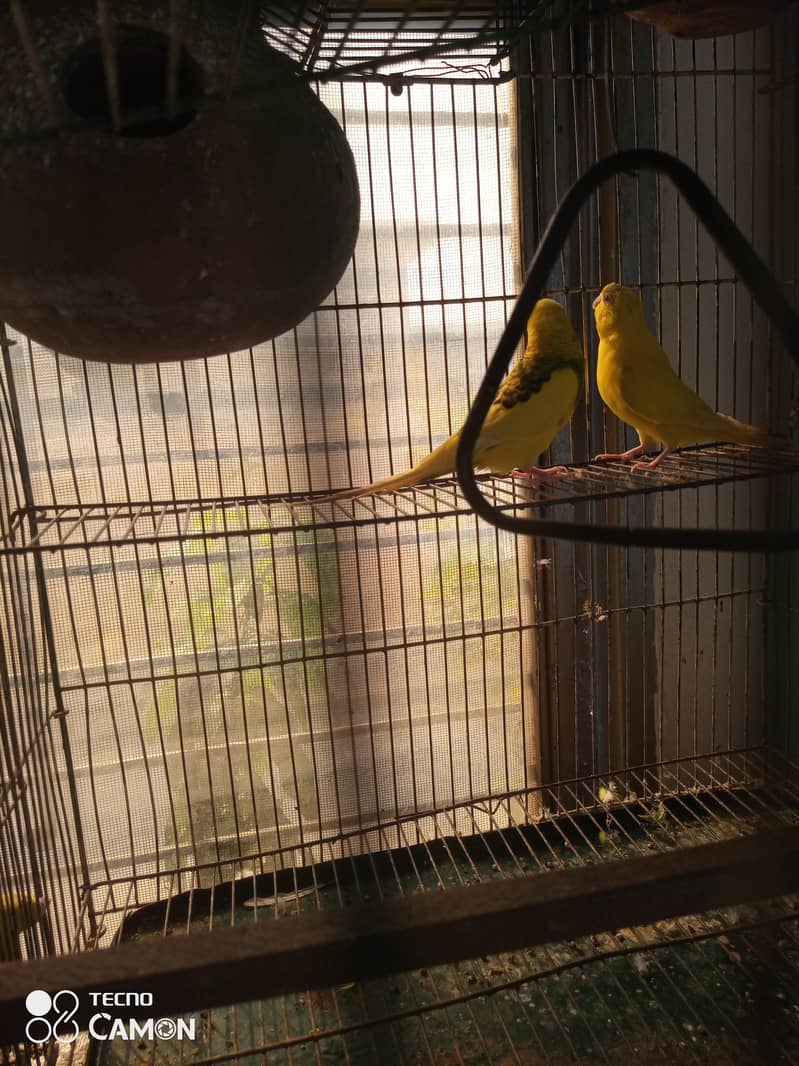 breeder pair 2