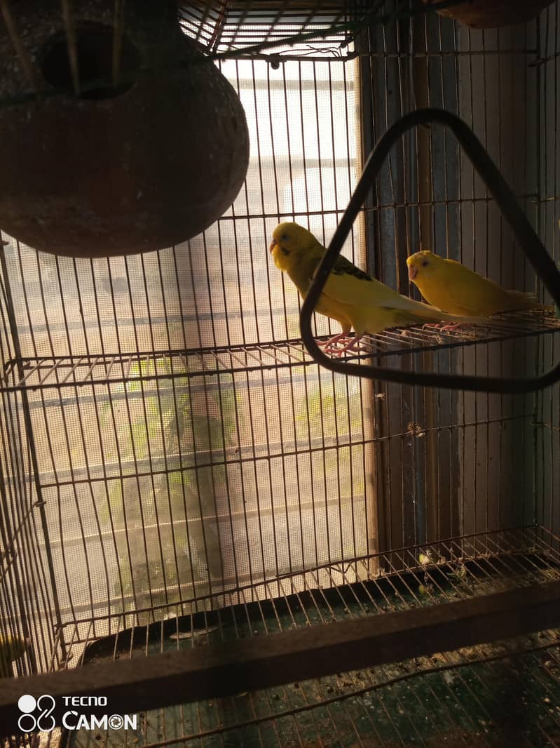 breeder pair 3