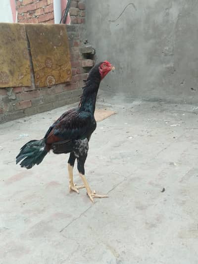 Urgent sale full active patha he + long height lakha asel