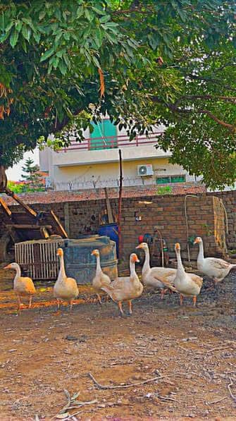 Long neck duck Young pairs