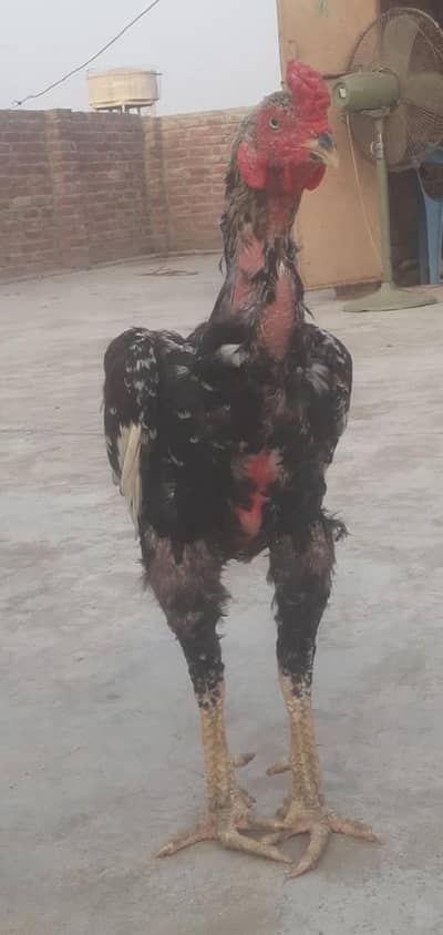 ساوا اصیل بریڈر