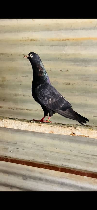 Black teddy breeder female