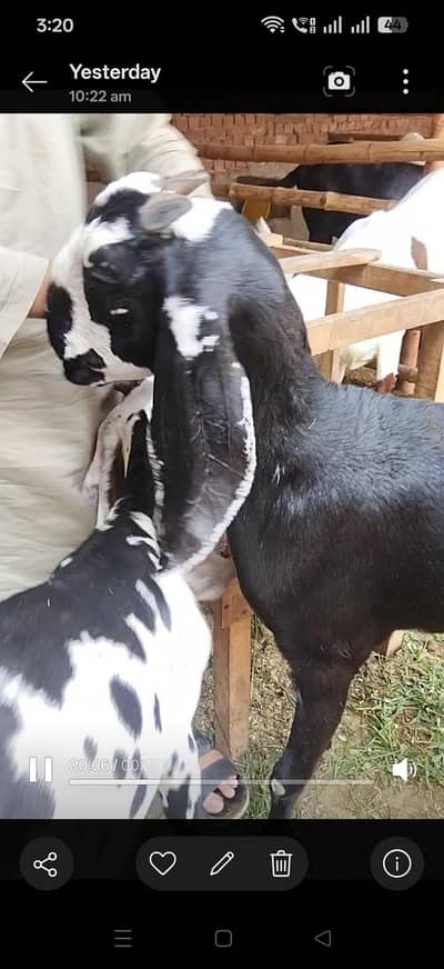goat 4 dant