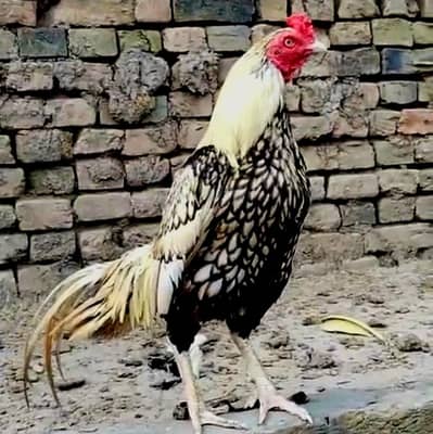 Jawa Aseel Murga For Sale Urgent