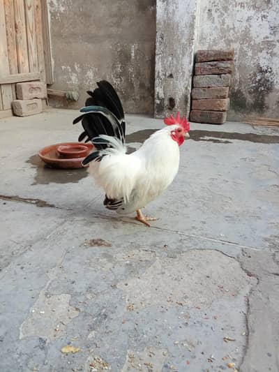 japanese breeder pair for sale