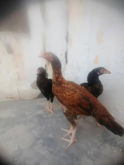 Aseel Mianwali chicks