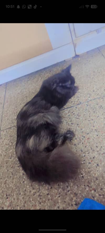 Persian cat vaccination complete