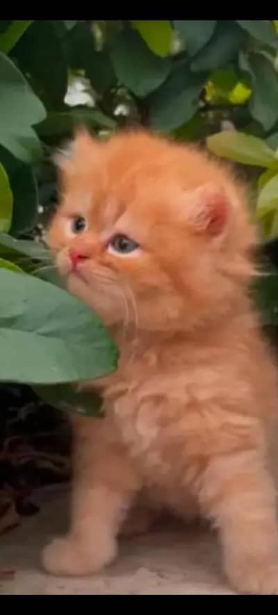 Persian cat baby