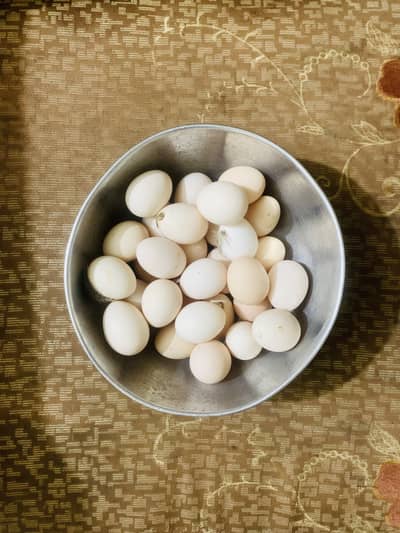 Desi eggs for sale