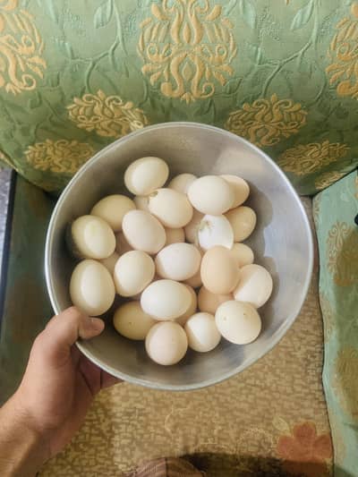 Desi eggs for sale
