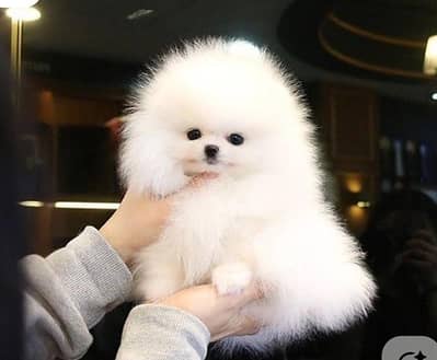 POMERANIAN PUPPY Available For Sale