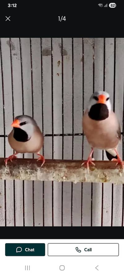 Hex long tail finch breeder pair nail tail flying