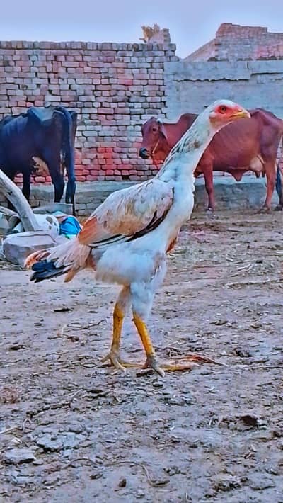 pure aseel Kala java male and female